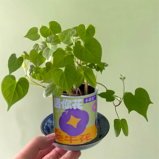 产品大图